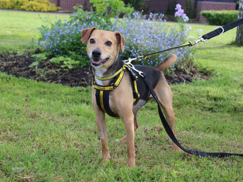 Buster for sale in Telford, Shropshire - Image 1