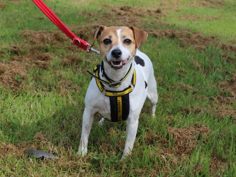 Molly for sale in Telford, Shropshire