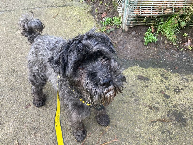 Schnoodle rescue near store me