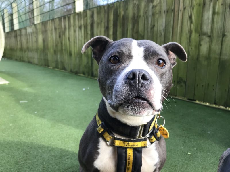 Staffie rehoming deals near me