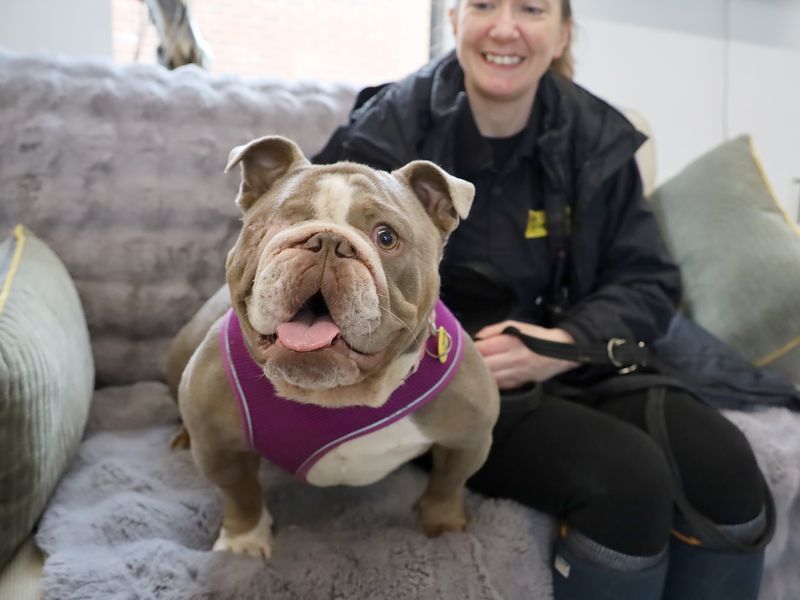 Bulldog Puppies for sale in Yorkshire