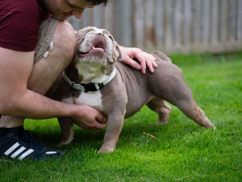 English Bulldogs for sale in Leeds, Yorkshire