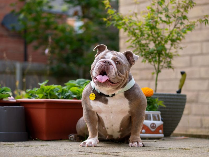 Ruby for sale in Leeds, Yorkshire