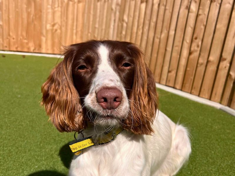 Milo | Spaniel (English Springer) | Salisbury (Wiltshire) - 1