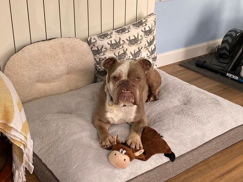 Bulldog Puppies for sale in Glamorgan