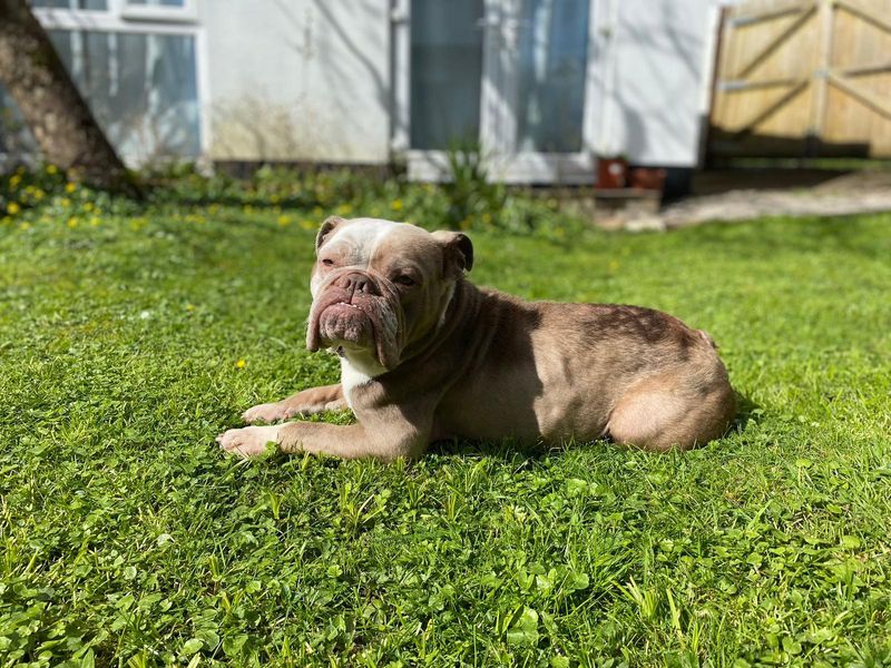 English Bulldogs for sale in Cardiff, Glamorgan