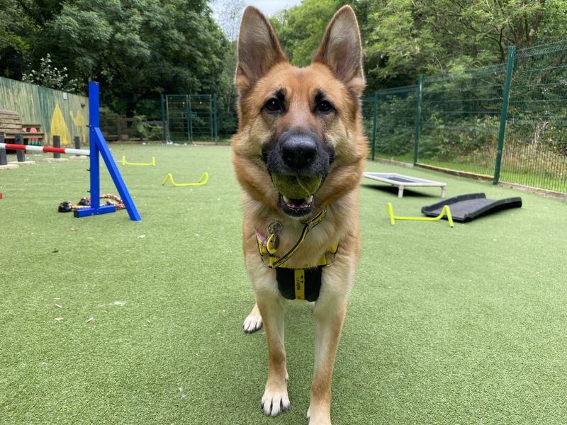 German Shepherd Puppies for sale in North Devon