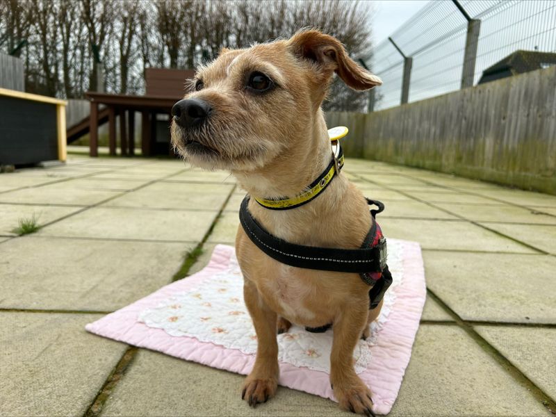 Dogs trust salisbury sales dogs for rehoming