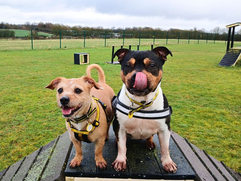 The dogs trust sales salisbury