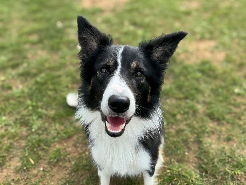 Ramble | Collie (Border) | Snetterton (Norfolk) - 1