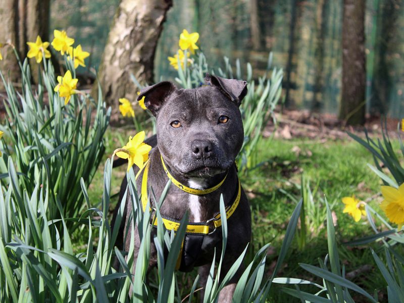 Steely | Terrier (Staffordshire Bull) | Merseyside (Liverpool) - 1