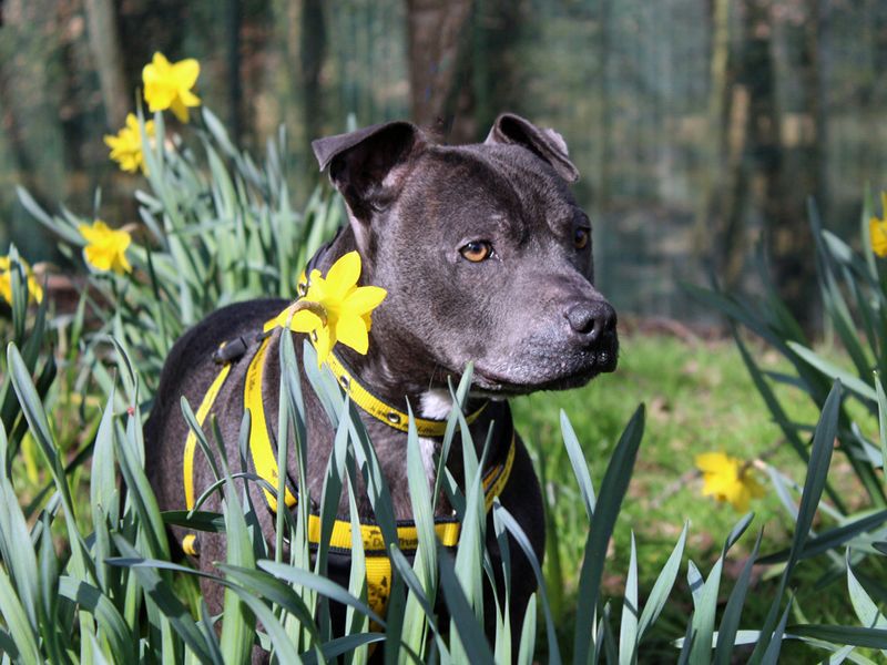 Staffordshire Bull Terriers for sale in Liverpool, Merseyside