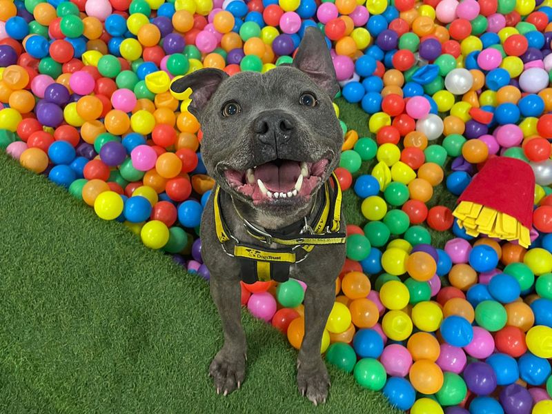 Steely | Terrier (Staffordshire Bull) | Merseyside (Liverpool) - 1