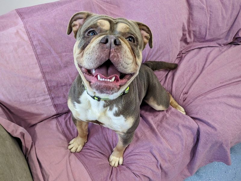 English Bulldogs for sale in Cardiff, Glamorgan