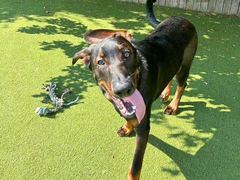 Reggie | Dobermann Cross | Harefield West London - 1