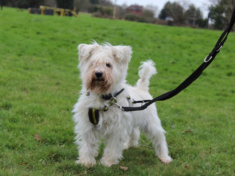 Adoptable schnauzers 2024 near me