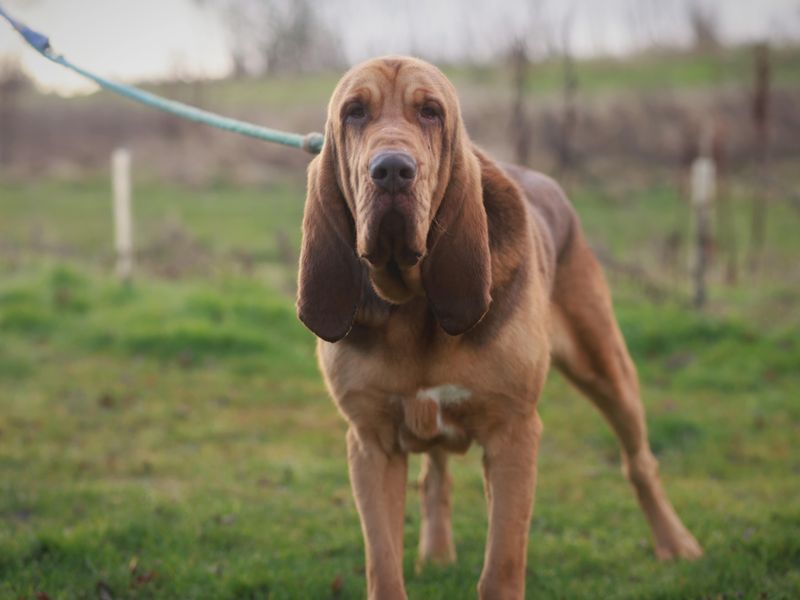 Bloodhound rescues near store me