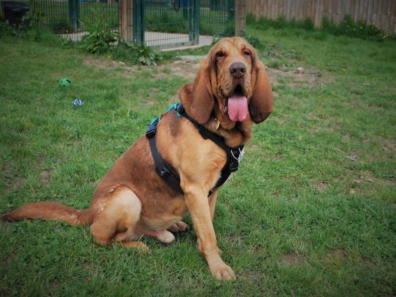 Adopt a Bloodhound Rescue Dog | Copper | Dogs Trust