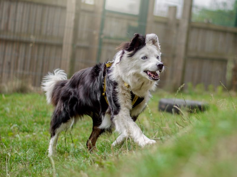 Jade | Collie (Border) | Kenilworth (West Midlands) - 1