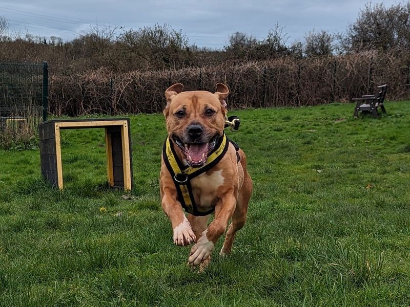 Staffordshire Bull Terriers for sale in Mid Glamorgan, Wales