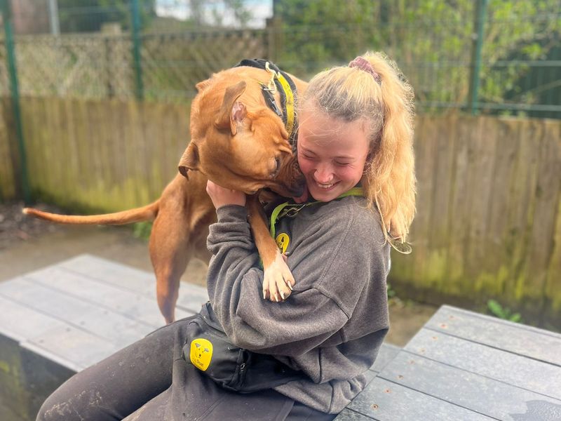 Staffie Puppies for sale in Wales