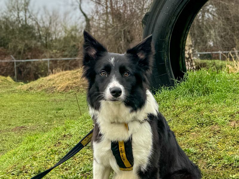 Dogs trust deals border collie