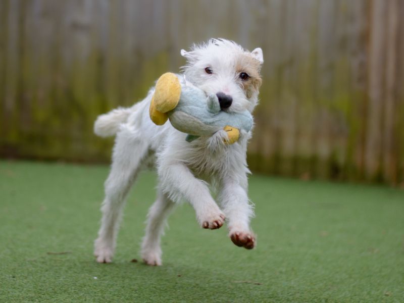 Diamond 2024 spaniel rescue