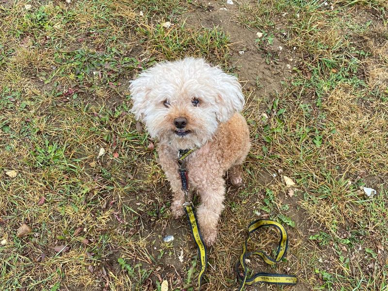 Poodle Puppies for sale in Norfolk