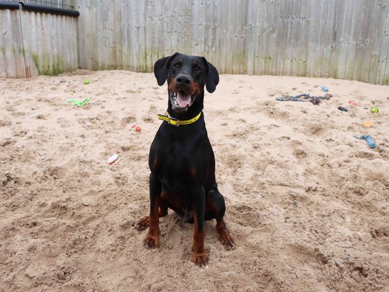 Zeus for sale in Sadberge, Co Durham - Image 7