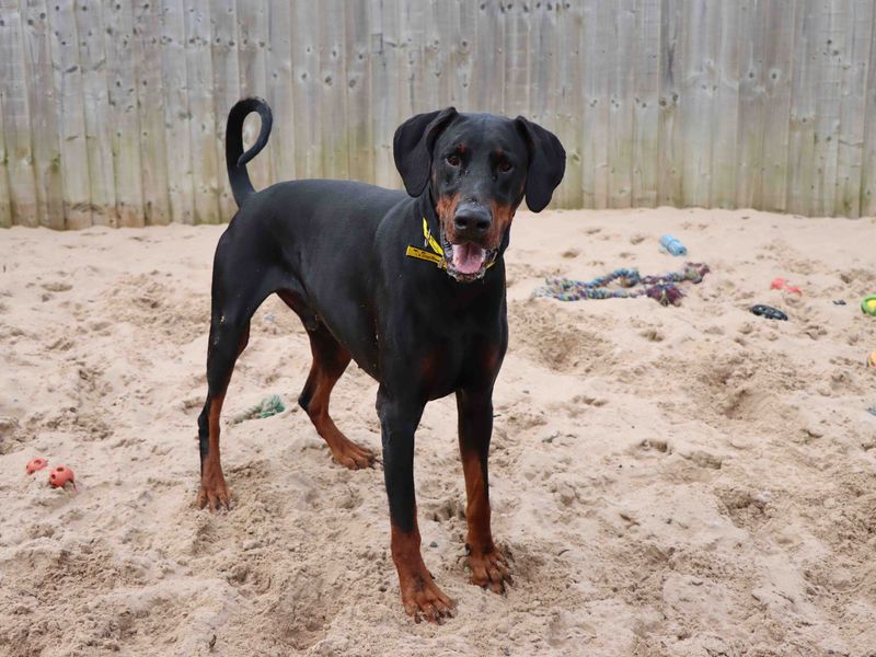 Doberman Puppies for sale