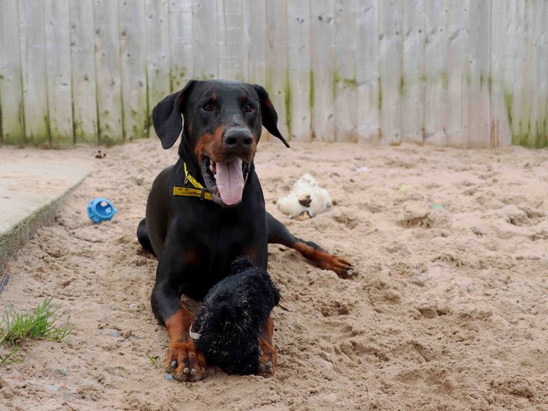 Zeus for sale in Sadberge, Co Durham - Image 3