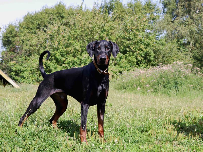 Zeus for sale in Sadberge, Co Durham