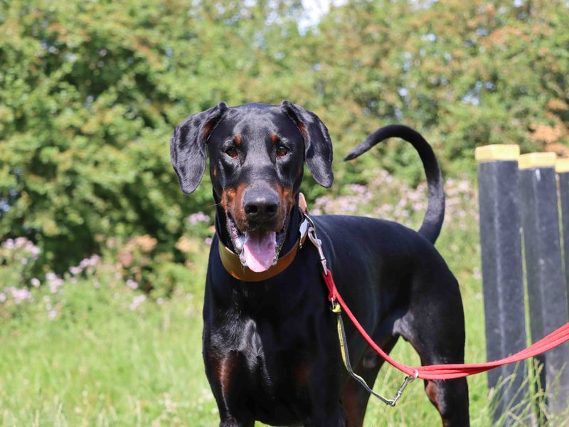 Dobermans for sale in Sadberge, Co Durham