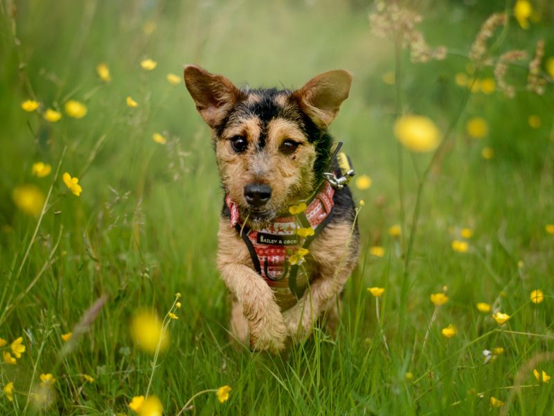 Hella | Terrier (Lakeland) Cross | Kenilworth (West Midlands) - 1