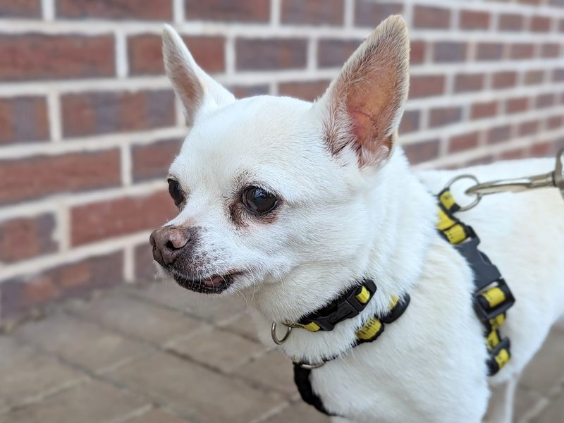 Dogs store trust chihuahua