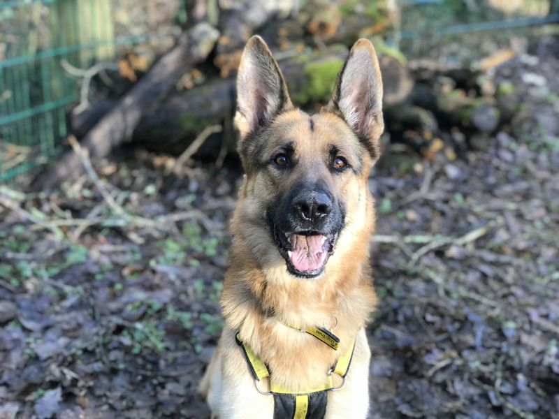 Ava german shepherd clearance food