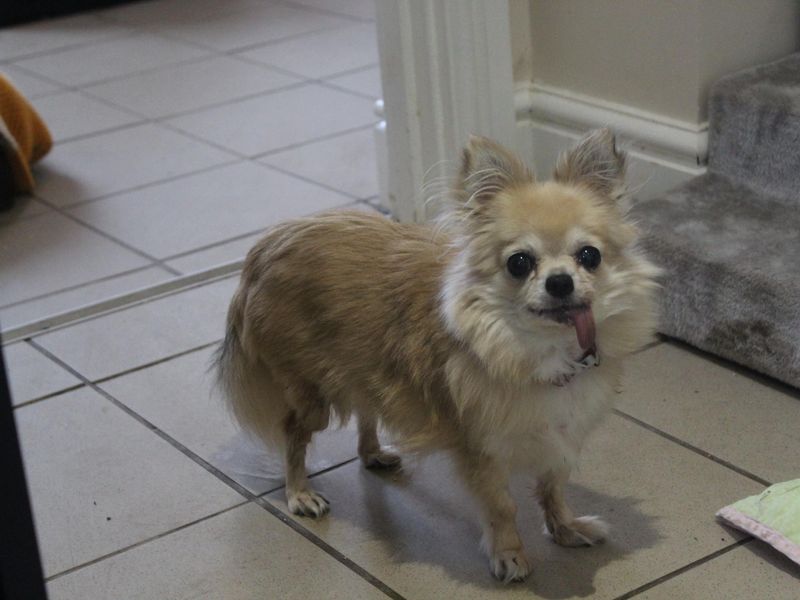 Long haired chihuahua outlet for adoption near me