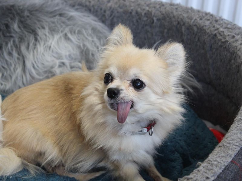 Long hair outlet chihuahua adoption