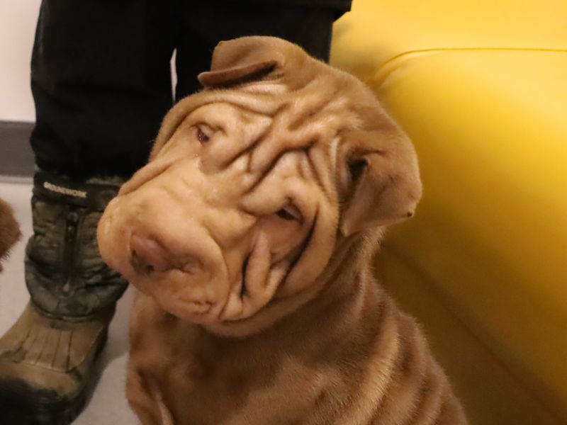 Shar pei hot sale dog rescue