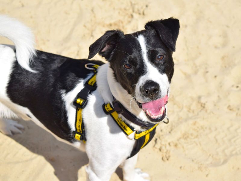 Jack Russells for sale in Uxbridge, London