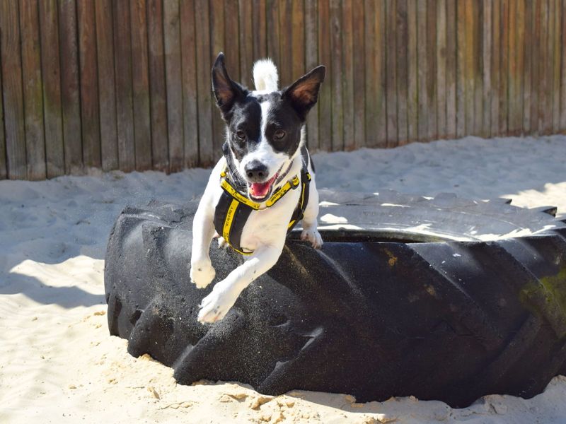 Jack Russell Puppies for sale in London