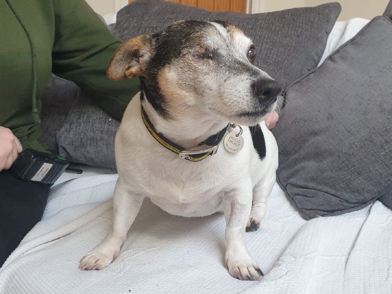 Fred | Terrier (Jack Russell) | Canterbury - 1