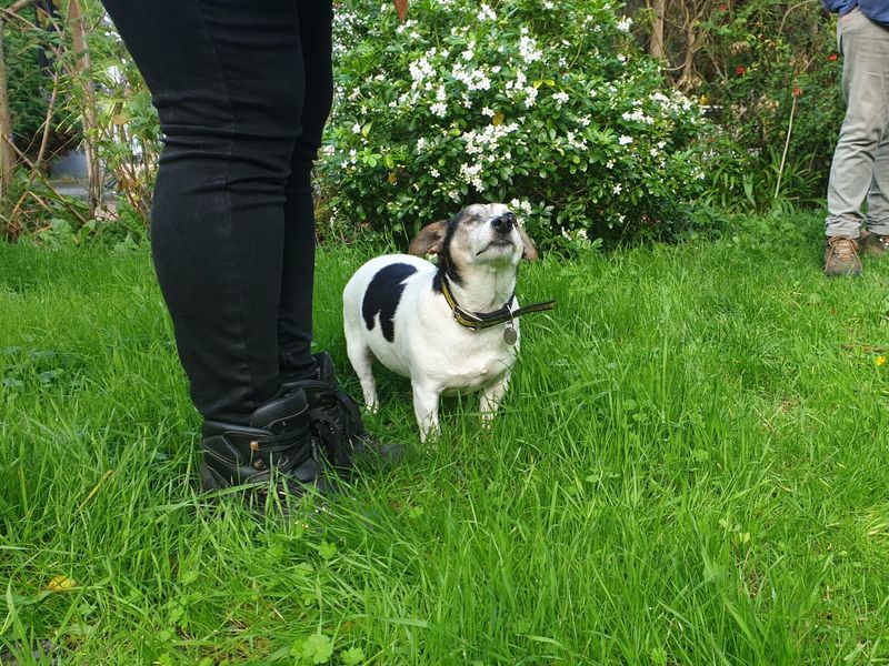 Jack Russell Puppies for sale