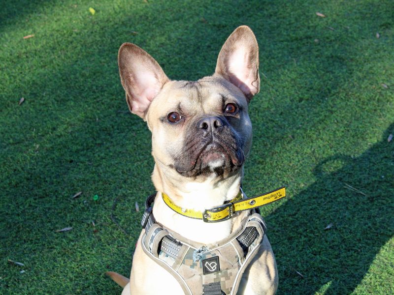 French bulldog 2024 rescue trust