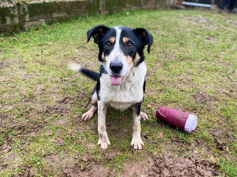 Dogs trust deals border collie