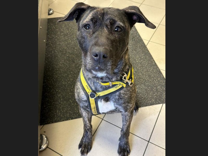 Bridget | Terrier (Staffordshire Bull) Cross | Basildon (Essex) - 1