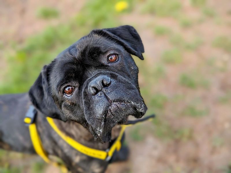 Adopt a Boxer Cross Rescue Dog | Rhubarb | Dogs Trust