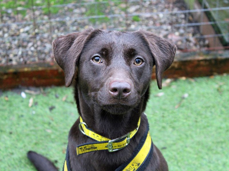 Lab mix puppies for adoption best sale near me