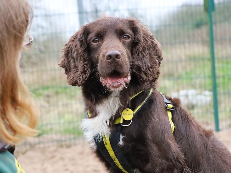 Springer spaniel hot sale rescue