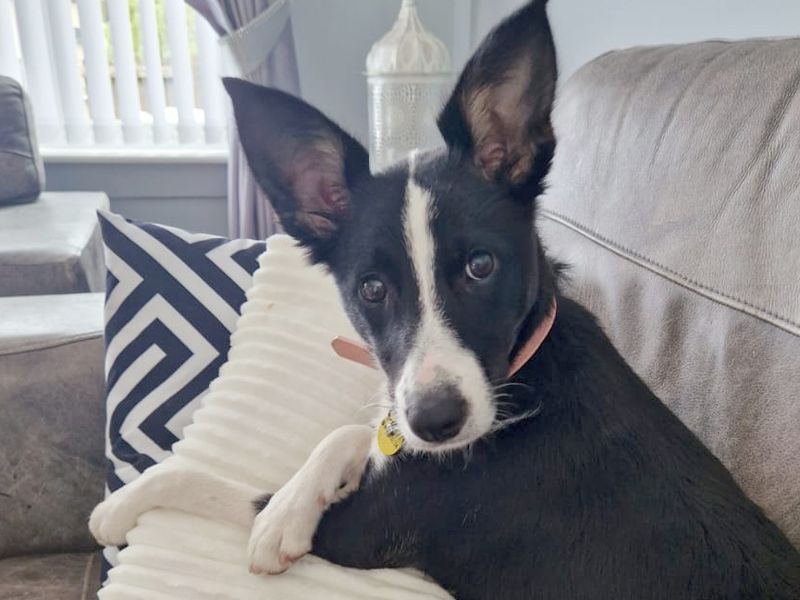 Border Collies for sale in Leeds, Yorkshire